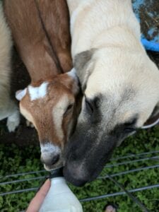 Dog and goat - Bearded Lady Soap Factory