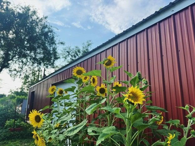 Sunflowers - Bearded Lady Soap Factory