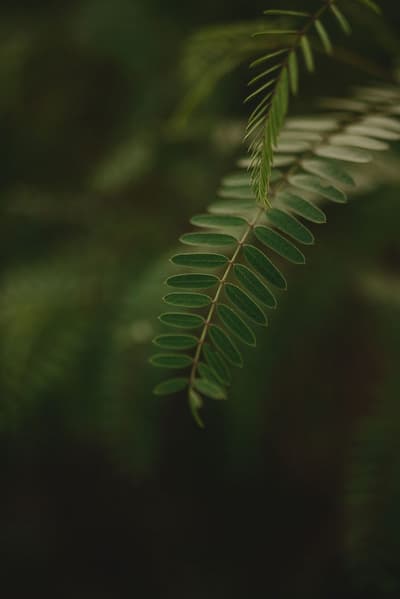 plants dark green