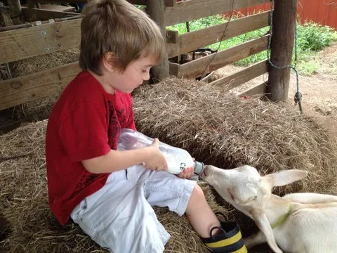 Gavin feeding a baby goat - Bearded Lady Soap Factory