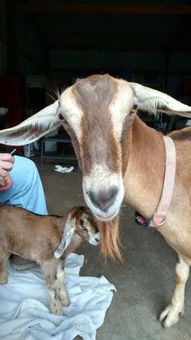 Mama and baby goats - Bearded Lady Soap Factory