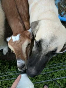 Dog and goat - Bearded Lady Soap Factory