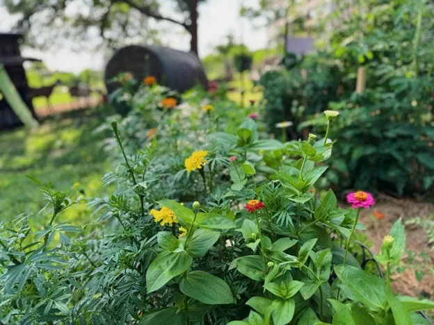 Flowers - Bearded Lady Soap Factory