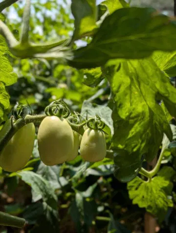 Green1 - Bearded Lady Soap Factory