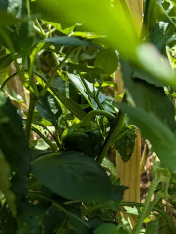 Green2 - Bearded Lady Soap Factory