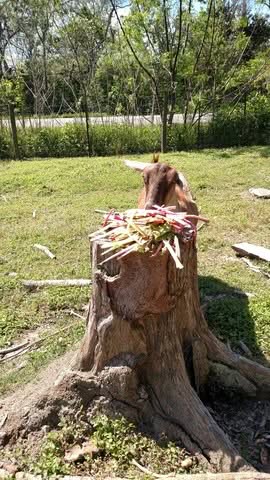 Seasonal Soaps and Showing Livestock 5 - Bearded Lady Soap Factory Goat easter - Bearded Lady Soap Factory