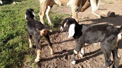 How to Raise Bottle-Baby Goats 1 - Bearded Lady Soap Factory goat herd - Bearded Lady Soap Factory