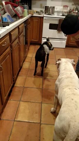 Have We Met? Where to Buy Bearded Lady Goat Milk Soap Products 3 - Bearded Lady Soap Factory Dogs in the kitchen - Bearded Lady Soap Factory