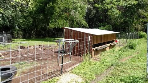 Meet the Area's Newest Weather Forecasters - the Bearded Lady Goats 4 - Bearded Lady Soap Factory Goat pen - Bearded Lady Soap Factory