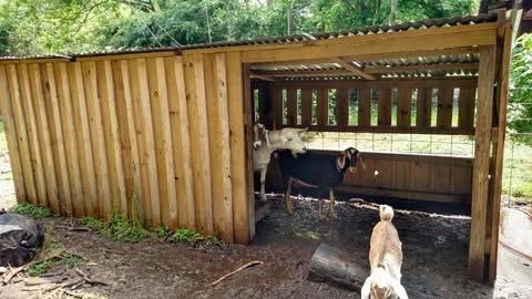 Meet the Area's Newest Weather Forecasters - the Bearded Lady Goats 3 - Bearded Lady Soap Factory Goat shade - Bearded Lady Soap Factory