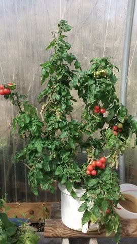 Welcome 2018! Celebrate Valentine's Day with a Gift from the Bearded Lady Soap Factory 5 - Bearded Lady Soap Factory tomatoes - Bearded Lady Soap Factory